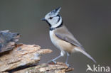 Kuifmees (Parus cristatus)