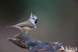 Kuifmees (Parus cristatus)