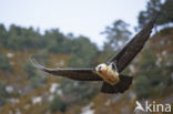 Lammergier (Gypaetus barbatus)