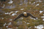 Lammergier (Gypaetus barbatus)