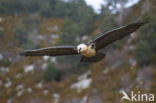 Lammergier (Gypaetus barbatus)