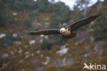 Lammergier (Gypaetus barbatus)