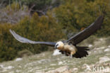 Lammergier (Gypaetus barbatus)