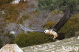 Lammergier (Gypaetus barbatus)