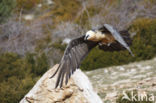 Lammergier (Gypaetus barbatus)