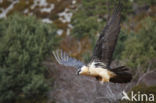 Lammergier (Gypaetus barbatus)