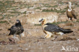 Lammergier (Gypaetus barbatus)