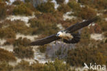 Lammergier (Gypaetus barbatus)