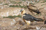 Lammergier (Gypaetus barbatus)