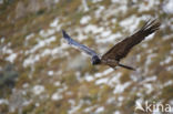 Lammergier (Gypaetus barbatus)