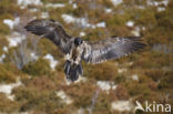 Lammergier (Gypaetus barbatus)