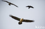 Bearded Vulture / Lammergeier (Gypaetus barbatus)