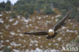 Lammergier (Gypaetus barbatus)