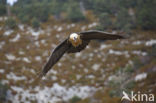 Lammergier (Gypaetus barbatus)