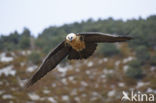 Lammergier (Gypaetus barbatus)