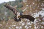 Lammergier (Gypaetus barbatus)