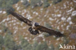 Lammergier (Gypaetus barbatus)