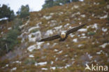 Lammergier (Gypaetus barbatus)