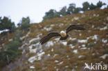 Lammergier (Gypaetus barbatus)