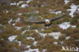 Lammergier (Gypaetus barbatus)