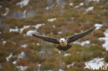 Lammergier (Gypaetus barbatus)