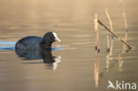 Meerkoet (Fulica atra)