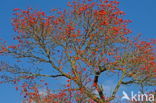 Hawthorn (Crataegus)