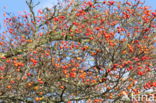 Hawthorn (Crataegus)