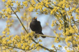 Eurasian Blackbird (Turdus merula)