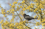 Merel (Turdus merula)