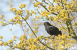 Eurasian Blackbird (Turdus merula)