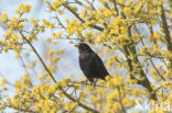 Merel (Turdus merula)