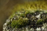 Moss