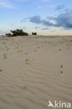 National Park De Hoge Veluwe