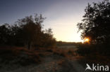 Nationaal Park Loonse en Drunense Duinen