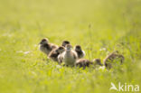 Egyptian Goose (Alopochen aegyptiaca)