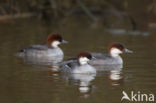 Smew (Mergellus albellus)