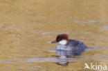 Smew (Mergellus albellus)