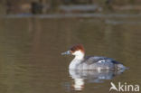 Smew (Mergellus albellus)