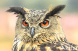 Oehoe (Bubo bubo)