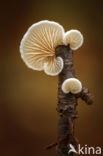 Oorzwammetje (Crepidotus sp.)