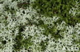 Yellow-green Lowland Reindeer Lichen (Cladina portentosa)