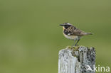 Whinchat (Saxicola rubetra)