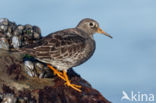 Paarse Strandloper (Calidris maritima)