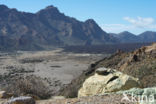 Parque Nacional de Pico del Teide