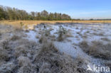 Purple Moor-grass (Molinia caerulea)