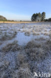 Purple Moor-grass (Molinia caerulea)