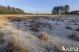 Pijpestrootje (Molinia caerulea)