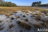 Purple Moor-grass (Molinia caerulea)