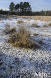 Purple Moor-grass (Molinia caerulea)